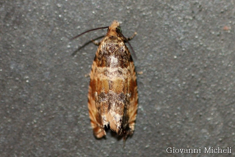 Celypha cespitana o flavipalpana? C. flavipalpana, Tortricidae